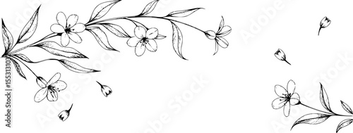 Delicate hand drawn floral branch with blossoms and buds illustration