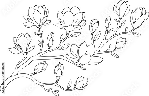 Elegant hand drawn magnolia branch illustration with blossoms and buds