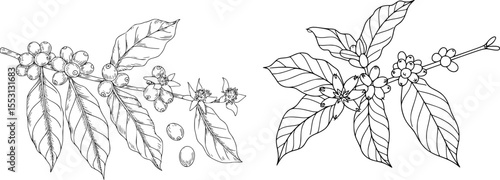 Hand drawn coffee branch with beans leaves and flowers