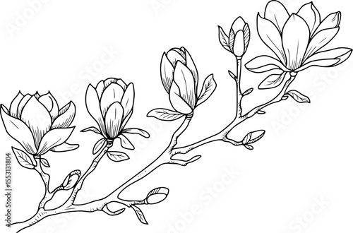 Hand drawn magnolia flower branch with blossoms and buds