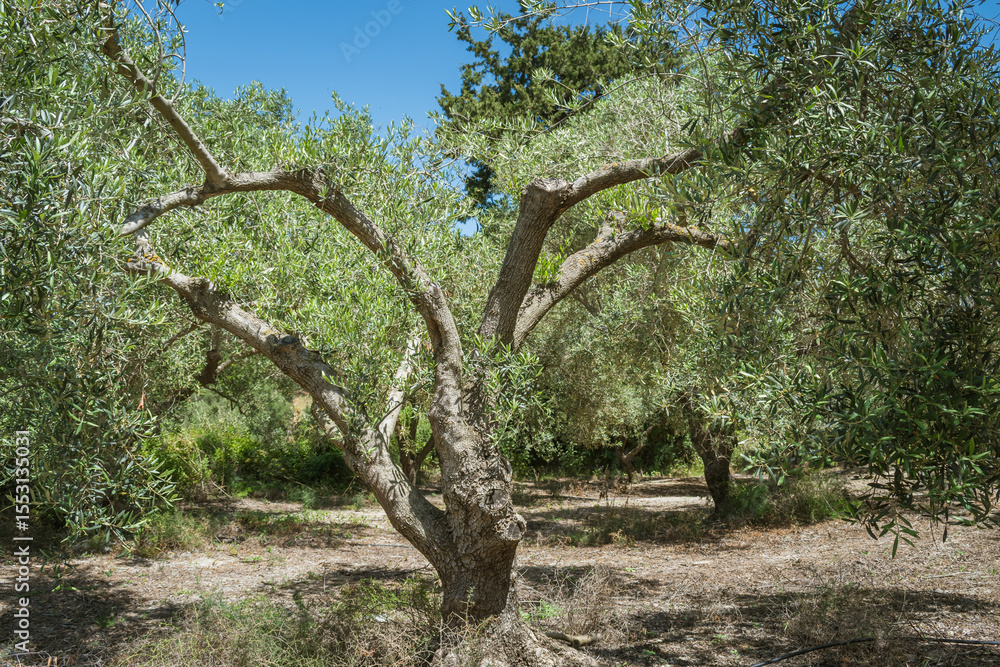 Sprawling olive tree in Crete on a sunny day Sprawling olive tree in Crete on a sunny day