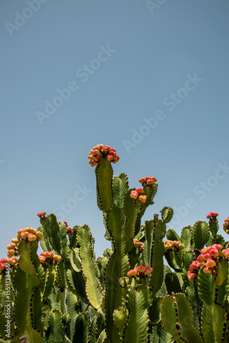 cactus in the desert