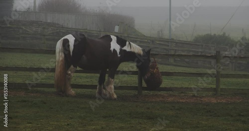 Beautiful English horse on a misty morning