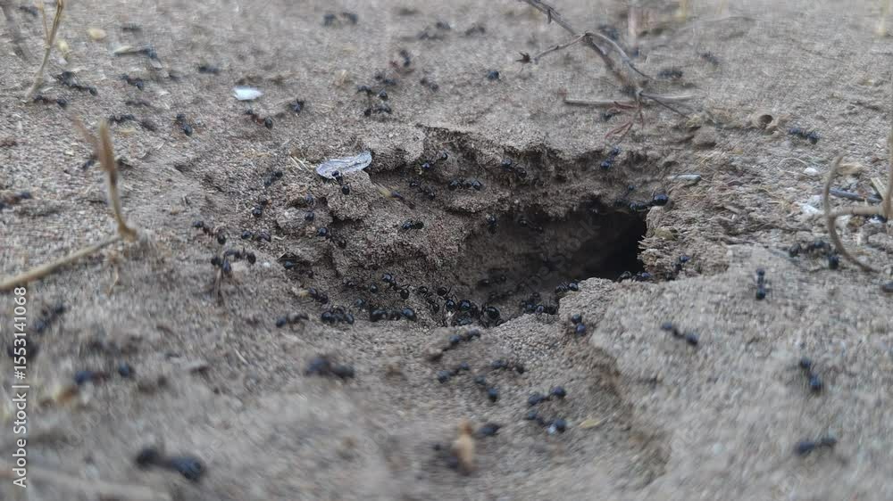 Close-up view of black ants crawling around the entrance to their nest in the ground. biology, nature, or educational content. Close-up view of black ants crawling around the entrance to their nest in the ground. biology, nature, or educational content.