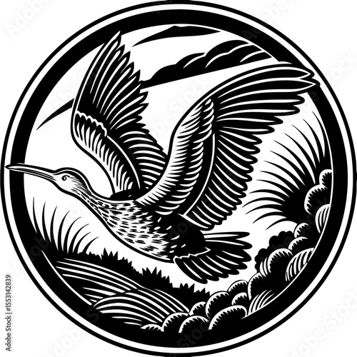 Crane Flight Illustration Guide