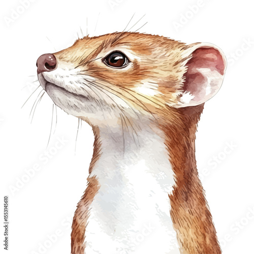 Stoat Close Up, watercolor vector, isolated on a white background.