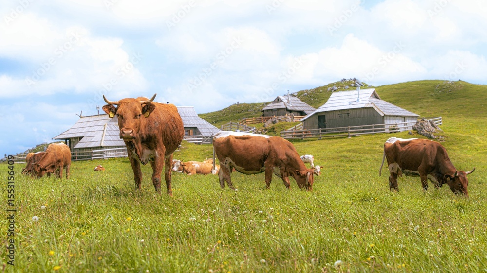 Φωτογραφία Cows grazing in a lush meadow with wooden huts.