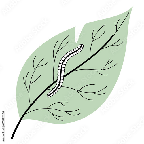 Leaf with squiggly trail from leaf miner pest on green background  