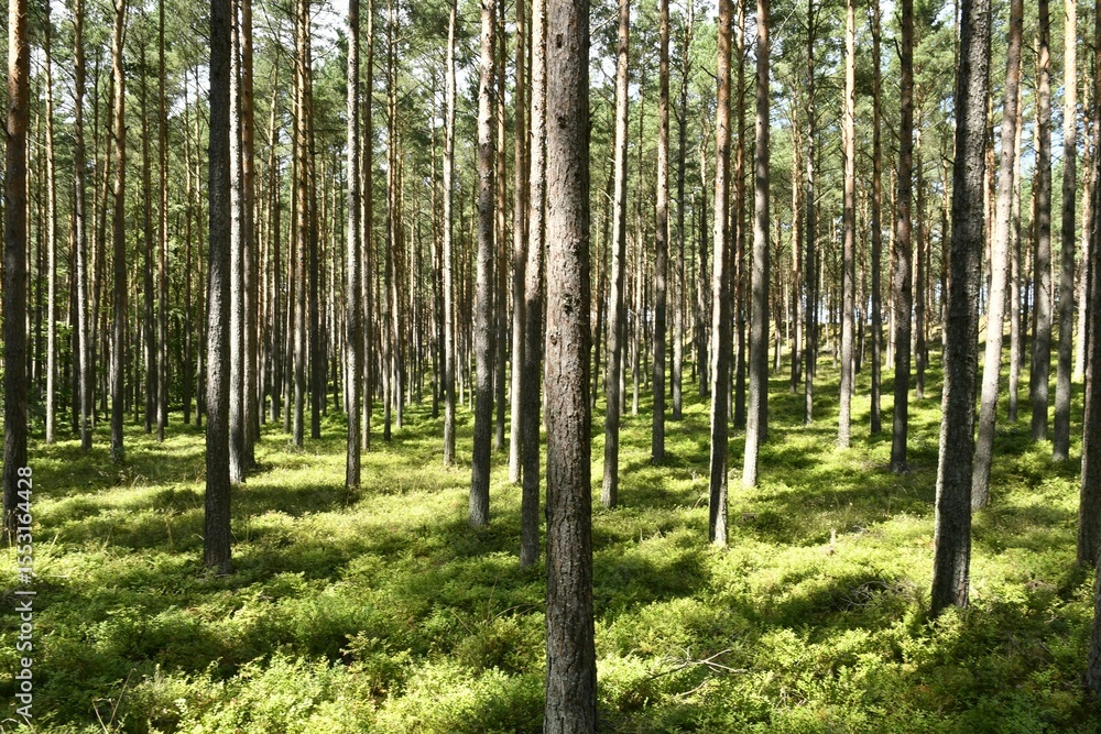 Fototapeta premium Sunlit Pine Forest Landscape