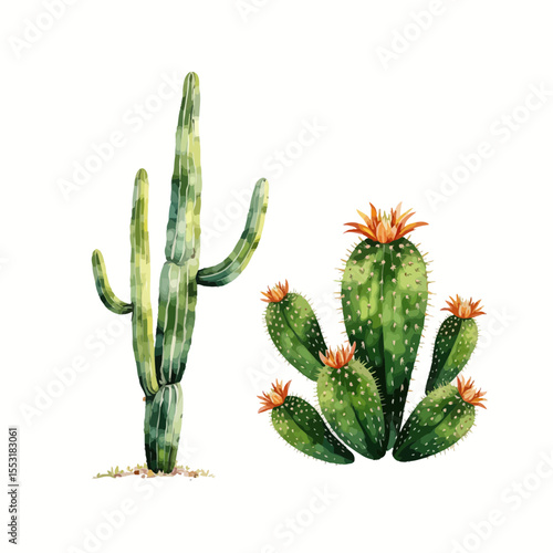Cacti with green stems and orange flowers on white background  