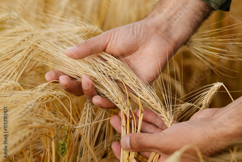 Close-up macro of a male farmer’s hands holding ripe barley ears in a sunlit field. Concept of grain inspection, organic farming, agriculture, sustainable food production. Natural rural environment.