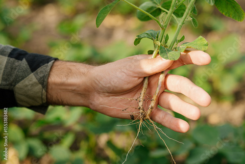 Fotografía Close-up of man hand holding uprooted soybean plant, showcasing root nodules where nitrogen-fixing bacteria are present