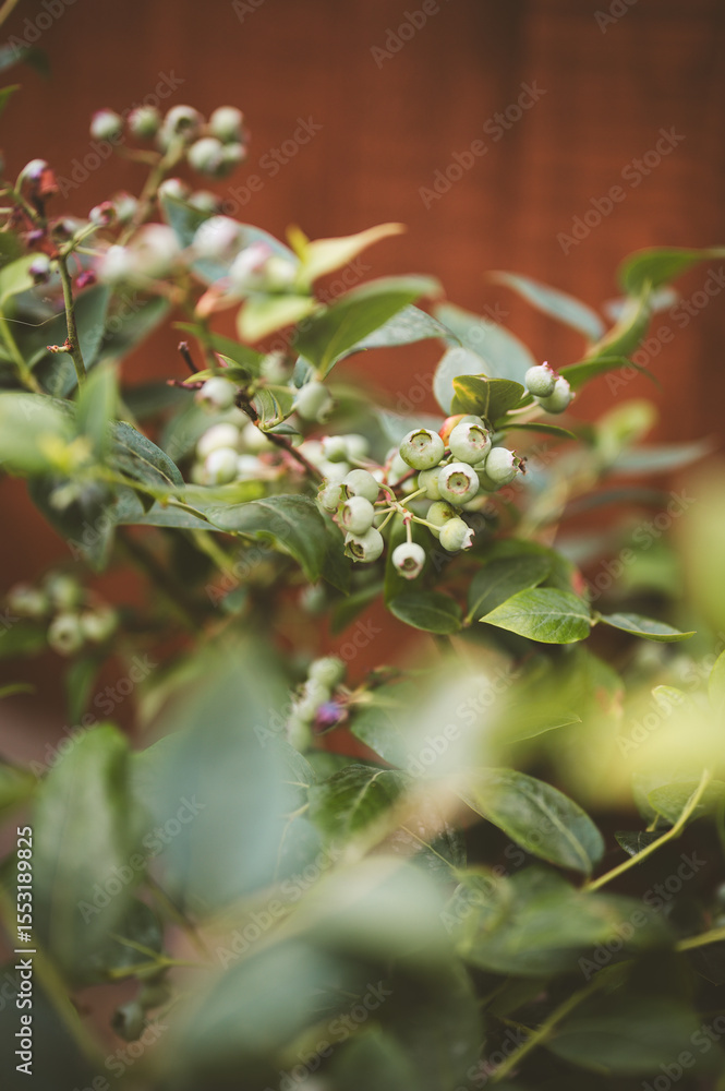 Green unripe blueberries growing on blueberry plant Green unripe blueberries growing on blueberry plant