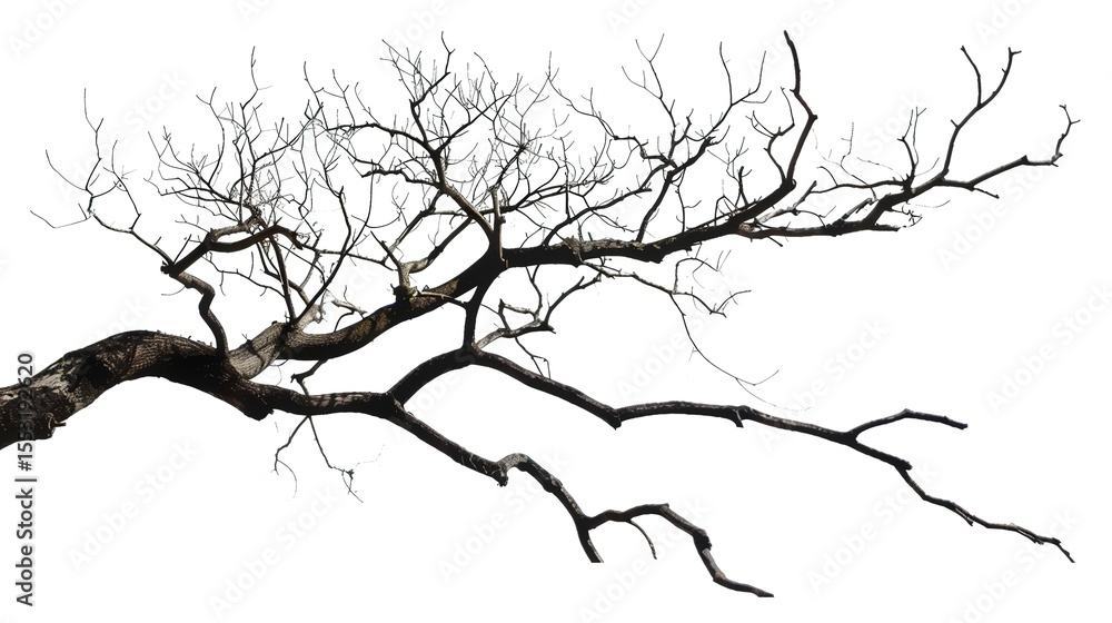 Fototapeta premium A dry tree branch, stark and isolated against a pure white background. This simple yet evocative image can be used in various nature - themed projects, such as environmental awareness campaigns, 