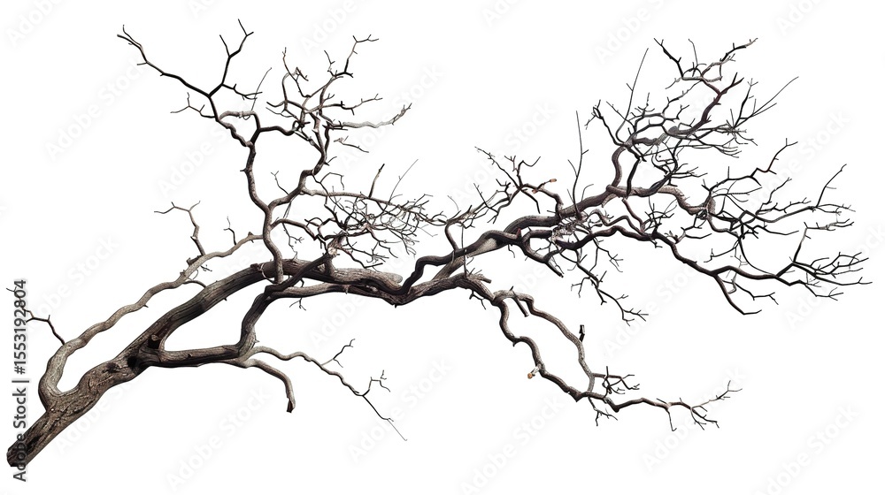 Fototapeta premium A dry tree branch, stark and isolated against a pure white background. This simple yet evocative image can be used in various nature - themed projects, such as environmental awareness campaigns, 