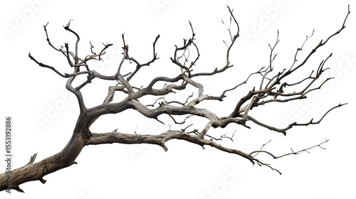 A dry tree branch, stark and isolated against a pure white background. This simple yet evocative image can be used in various nature - themed projects, such as environmental awareness campaigns, 