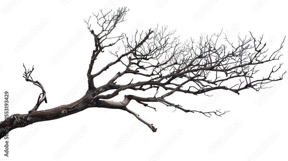 Fototapeta premium A dry tree branch, stark and isolated against a pure white background. This simple yet evocative image can be used in various nature - themed projects, such as environmental awareness campaigns, 