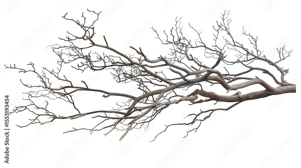 Fototapeta premium A dry tree branch, stark and isolated against a pure white background. This simple yet evocative image can be used in various nature - themed projects, such as environmental awareness campaigns, 