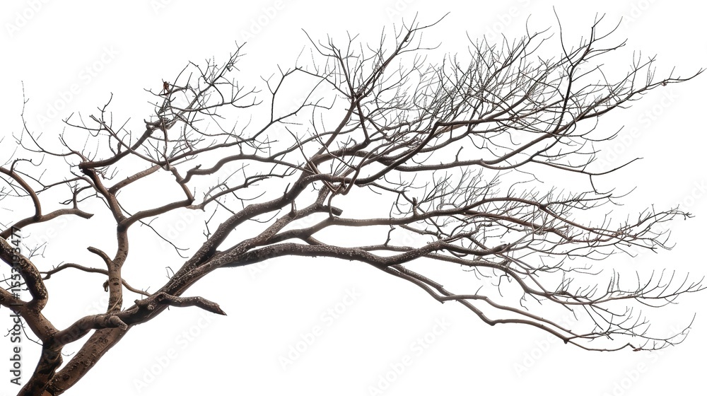 Fototapeta premium A dry tree branch, stark and isolated against a pure white background. This simple yet evocative image can be used in various nature - themed projects, such as environmental awareness campaigns, 