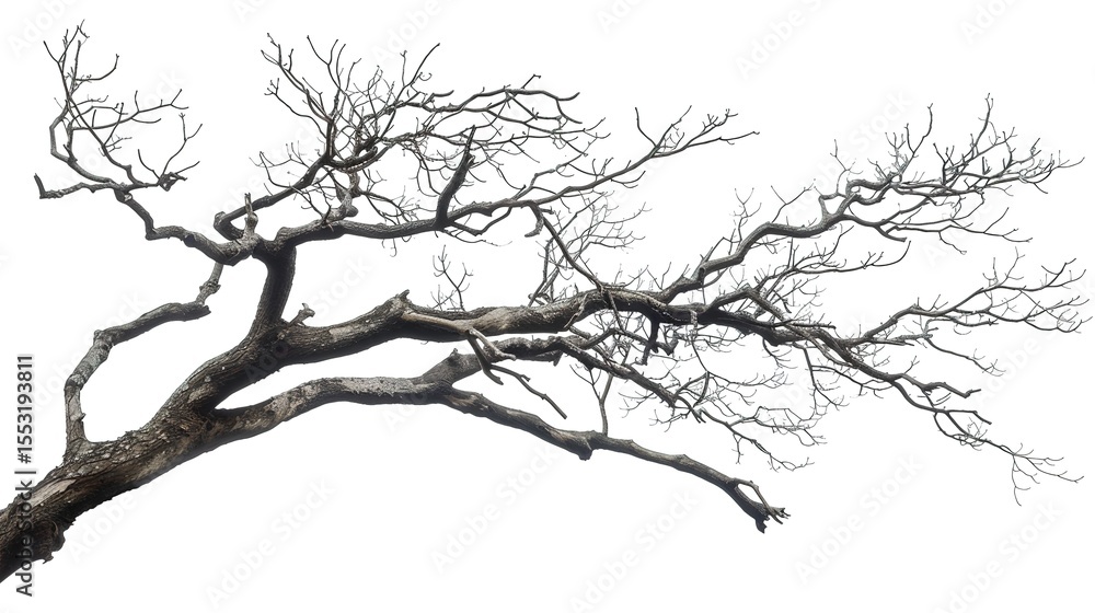 Fototapeta premium A dry tree branch, stark and isolated against a pure white background. This simple yet evocative image can be used in various nature - themed projects, such as environmental awareness campaigns, 