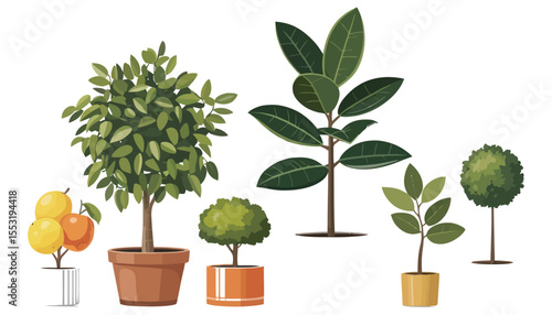 Small potted houseplant, possibly a ficus seedling, with vibrant leaves and growth, isolated object embodying nature and life