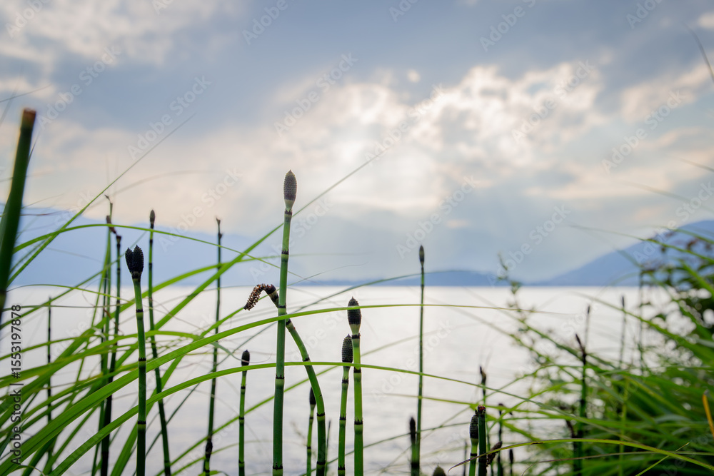 Fototapeta premium Sun Rays Through Clouds Over Lake and Green Reed Stems