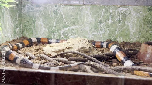 Colorful coral snake moves through its terrarium in a naturalistic habitat surrounded by twigs and rocks showcasing its vibrant patterns