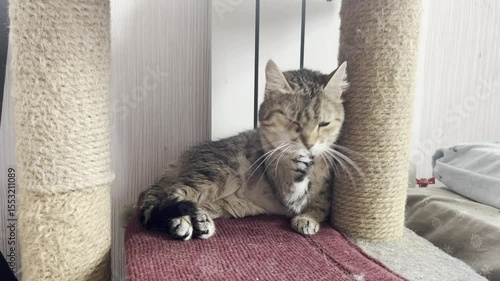 Cat sits on scratching post and playfully covers its face while resting at home during the afternoon