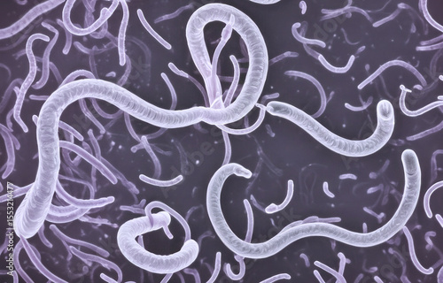White parasites under a microscope. Roundworms in the human body. Oscarids in the stomach. Helminth. Ascaris.