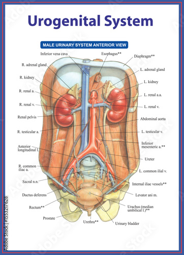 Male Urogenital System Anterior View