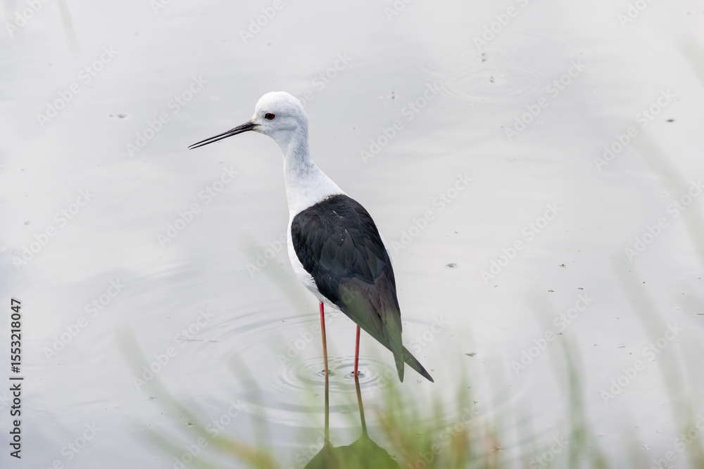 Obraz premium Black winged stilt wading in shallow water with reflection