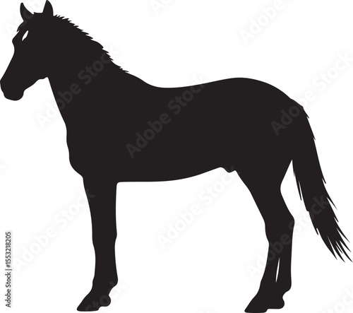 Nez Perce Horse in silhouette pure white background. 
