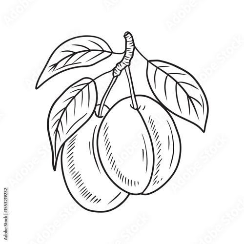 Beautiful three realistic plum berry on branch with leaves in black on white background. Hand drawn vector sketch illustration in doodle engraved vintage line art style. Apricot fruit, fruit, vitamin