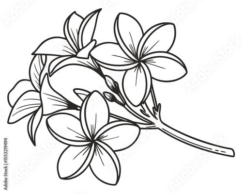 bold black outline drawing of a tropical plumeria