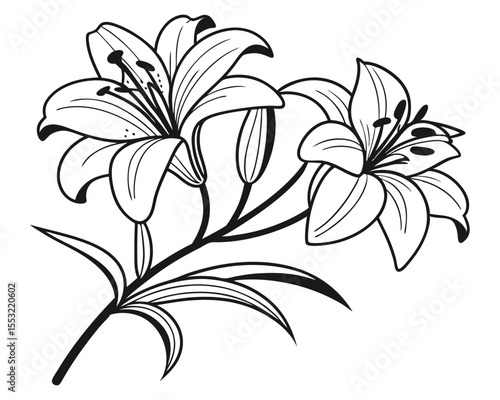 lily-flower-design-vector-illustration--lily-flowe.eps