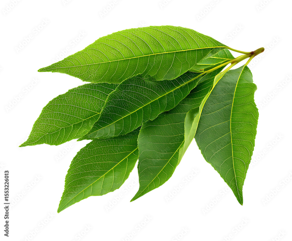 Fototapeta premium Fresh osage orange leaf cluster with vibrant tone