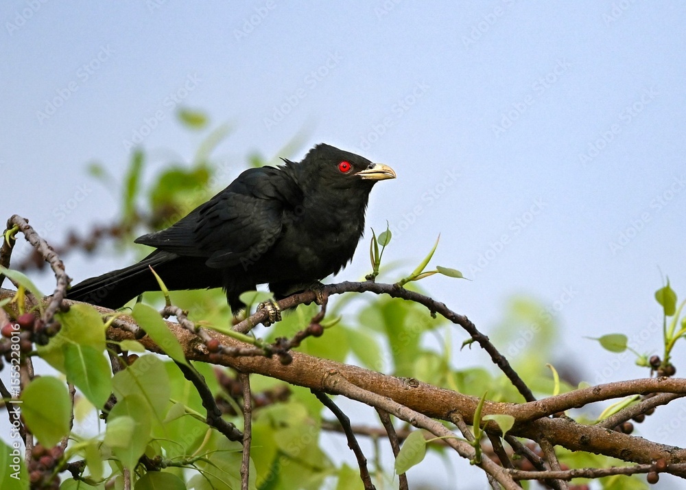 Fototapeta premium A black bird with red eyes on a branch.