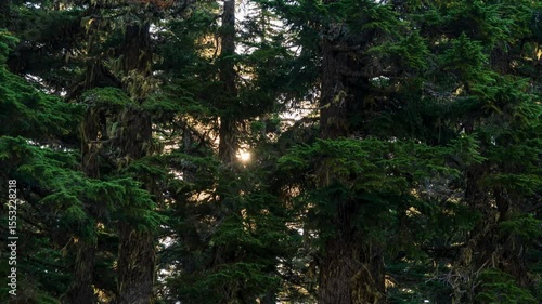 Sun shining through thick pine trees timelapse 