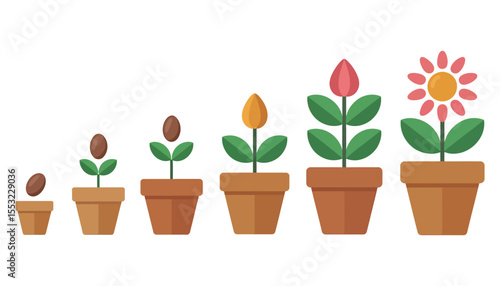 Pink tulip flowers blossom and grow in a white pot, isolated and full of life for spring gardening