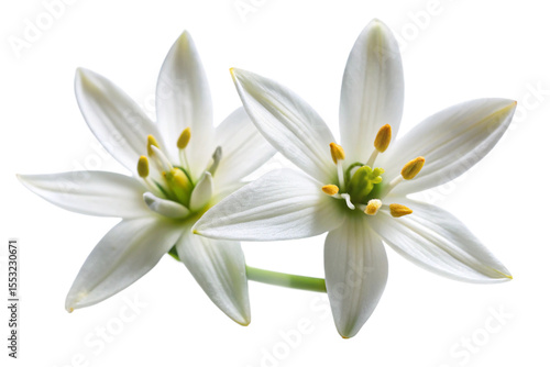 two , Star of Bethlehem flowers on a white background