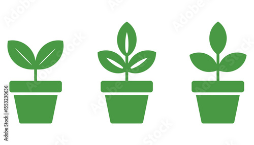 Small green houseplant growing in a pot, isolated object for nature and gardening