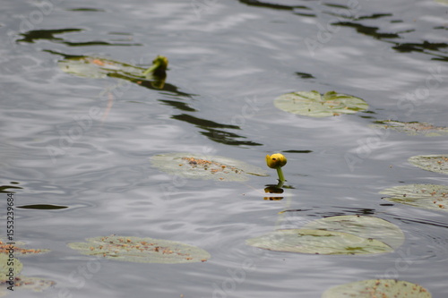 Relax in Seliger with dog
