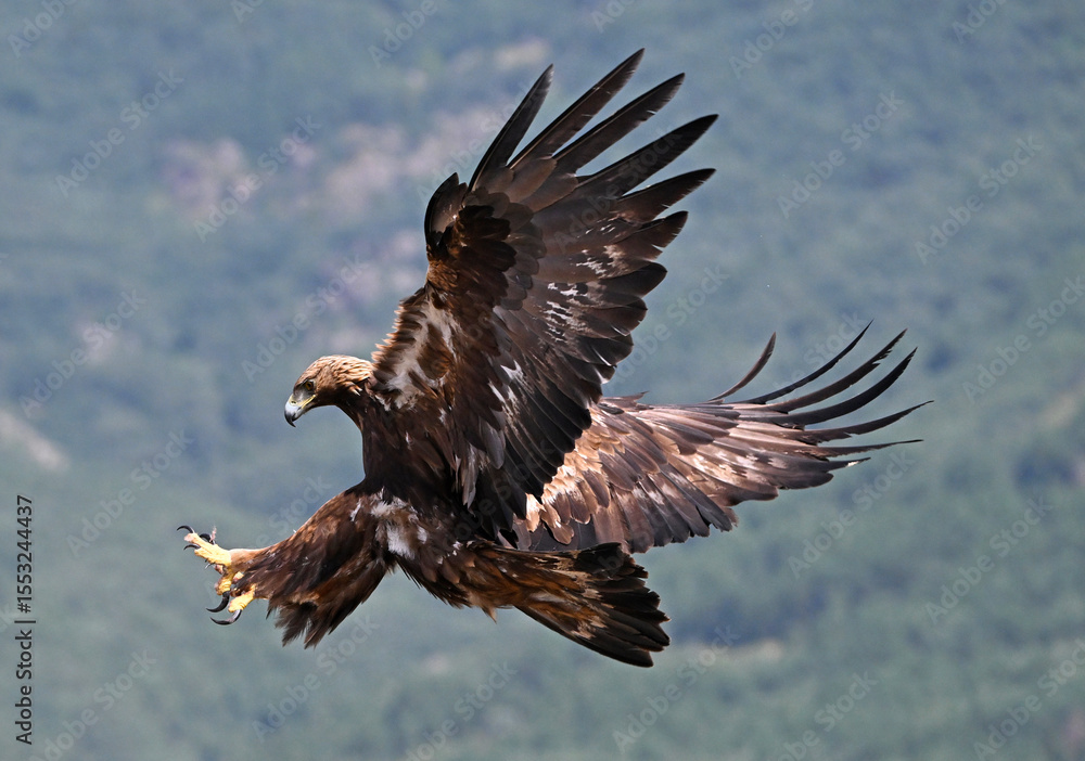 Fototapeta premium a serious golden eagle in the mountain in spain