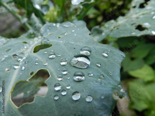 葉の上の水滴