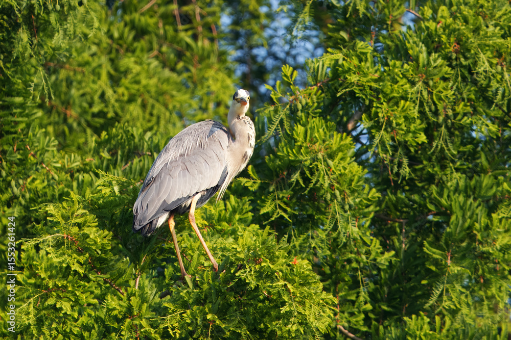 Fototapeta premium A serene view of a grey heron perched gracefully on a green tree branch, surrounded by lush and vibrant foliage, under soft lighting that highlights the intricate details of its feathers.