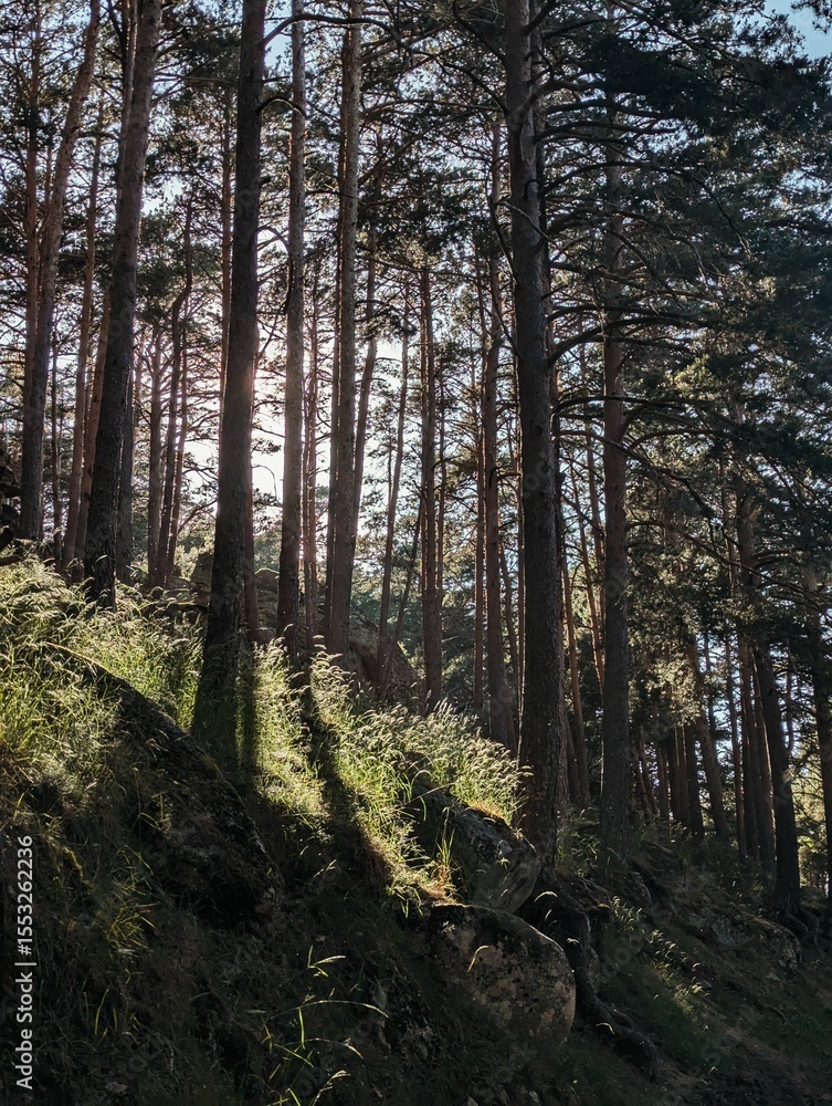 Obraz premium Sunlight filtering through tall pine trees in a serene forest setting. Puerto de Canencia, Spain.