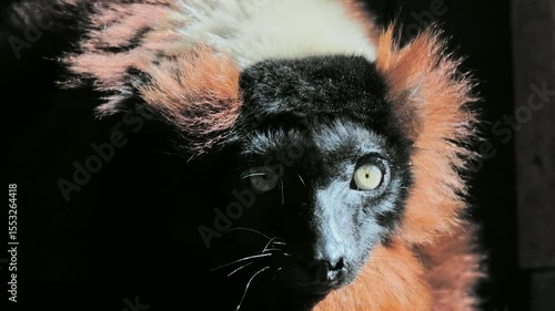 portrait of brown lemur looking at camera