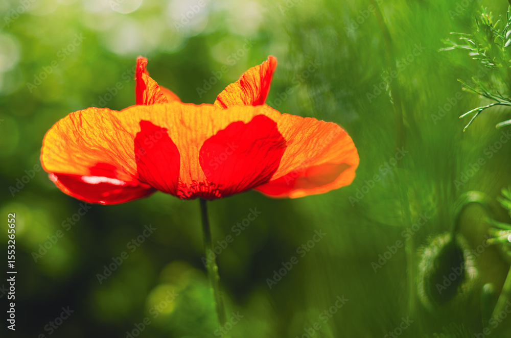 Fototapeta premium Close-up of a bee collecting pollen on a red poppy in a lush green spring landscape