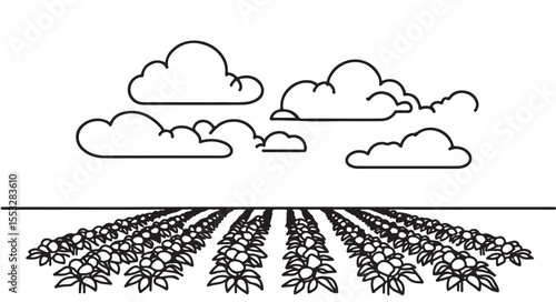 Potatoes sketch farm fields landscape. Vector line sketch illustration