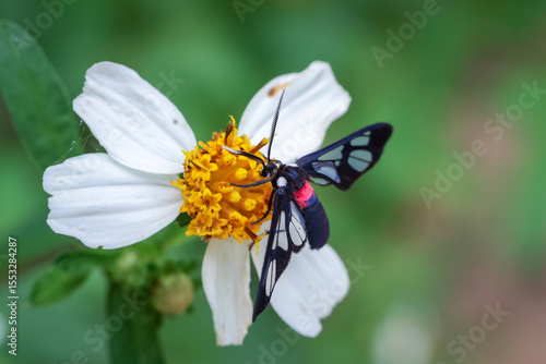 Photography Close up, Amata alicia is a species of moth that sits on a white flower with yellow stamens